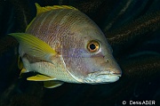 Lutjanus apodus Lutjan dent de chien-Bonaire Buddy reef-22m-20120217-Denis-ADER-DSC_6251_tn